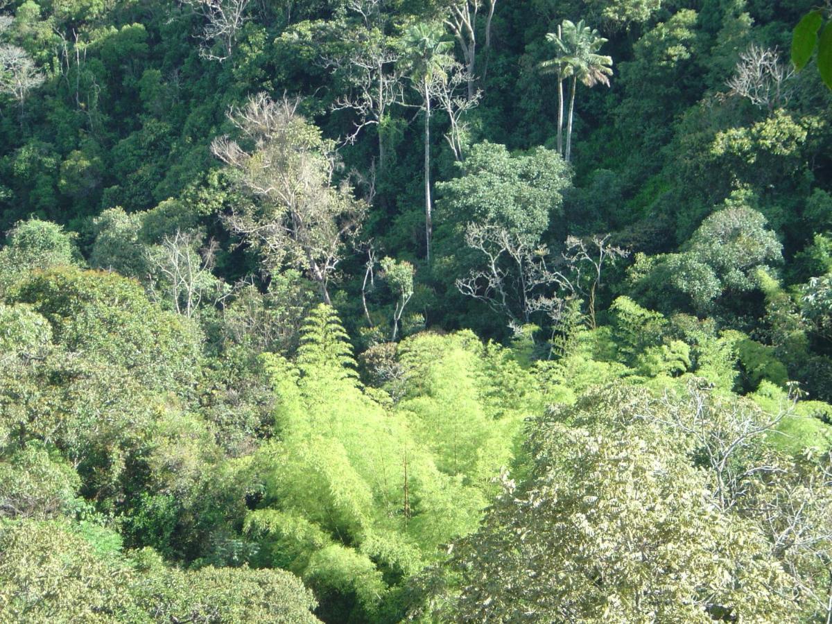 Kasaguadua - Reserva Natural Salento Eksteriør bilde